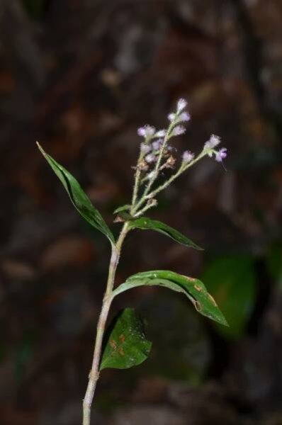 Floscopa scandens