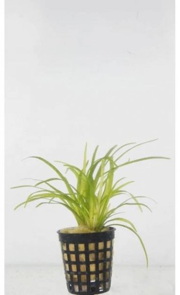 Sagittaria subulata