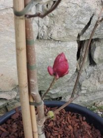 Šácholan , magnólie Genie – Magnolia Genie