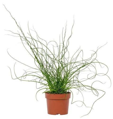 Sítina rozkladitá, Juncus effusus Spiralis, průměr květináče 12 cm