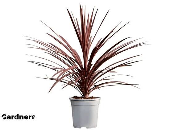 84077 cordyline australis red star prumer 24 cm