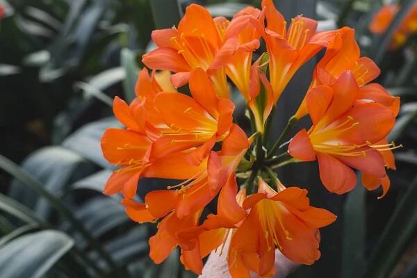 Colorado Clivia plant number 2361A.  Clivia miniata, Floradale Apricot x Pink Lipstick.