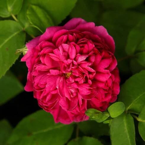 Artikelbild 1 des Artikels Rose de Resht