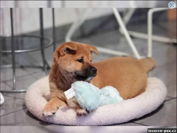 Prodám štěňata Shiba inu
