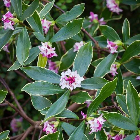 Create a Winter Wonderland in Your Garden with Ease - YouGarden Blog