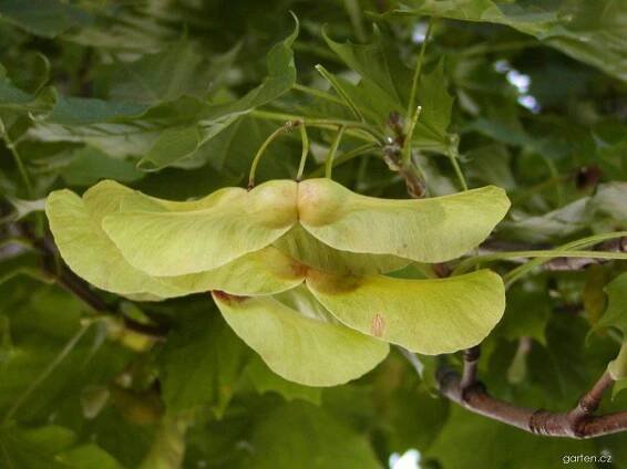 Acer platanoides Globosum (javor mléč)