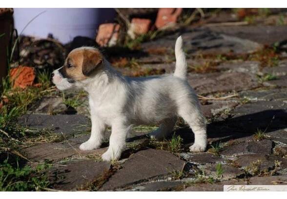 Prodám Jack Russell Teriér - štěňátka s PP | inzerce.VSEPROLOV.CZ