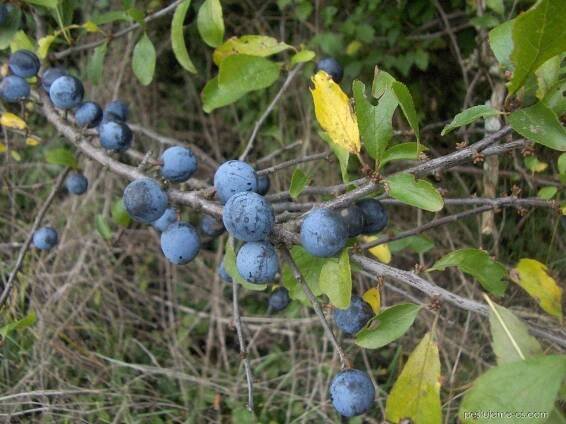 Trnka obecná (Prunus spinosa), větve, větévky