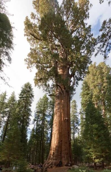 General Sherman - foto: Harald Hoyer