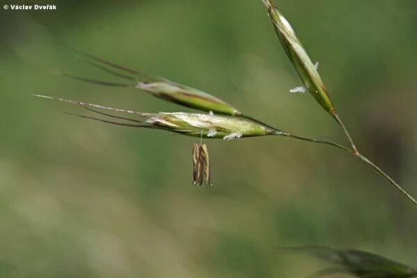 Helictotrichon desertorum subsp. basalticum - ovsíř stepní čedičový | Poaceae - lipnicovité | Natura Bohemica