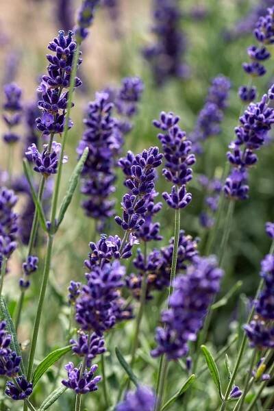 levandule úzkolistá 'hidcote blue'