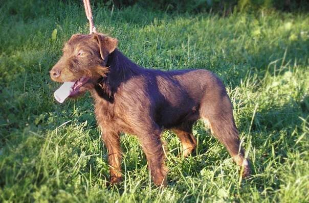 Jagdteriér
