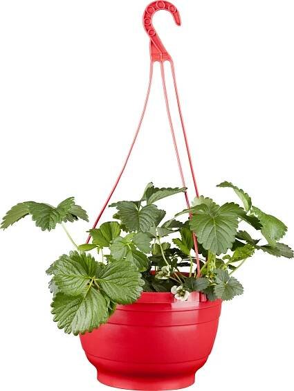 Jahodník v závěsném květináči průměr květináče cca 19 cm Fragaria