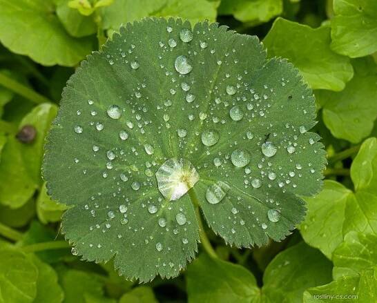 Kontryhel měkký (Alchemilla mollis), listy
