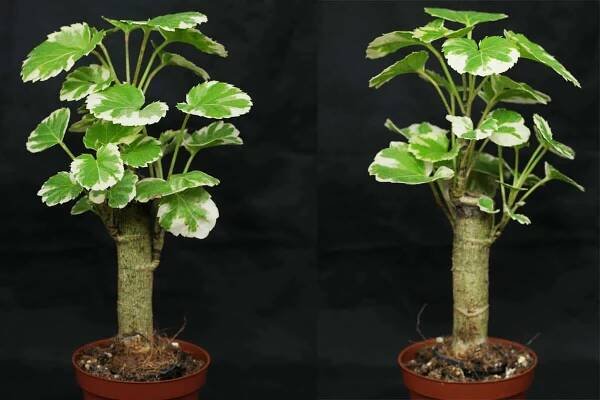 polyscias scutellaria planta de interior