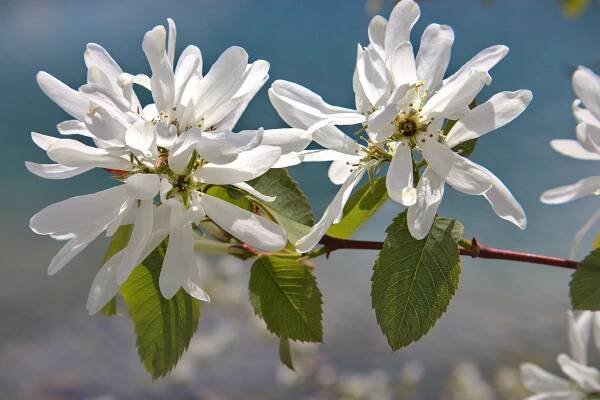 Amelanchier ´Martin´ (Muchovník) - Image 2
