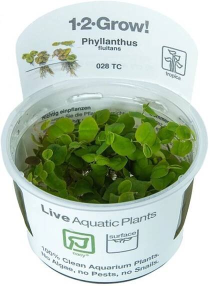 Phyllanthus fluitans