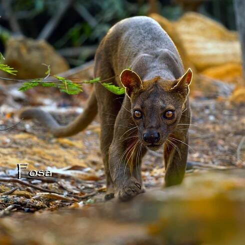 Home - Bowers Birding & Photo Safaris