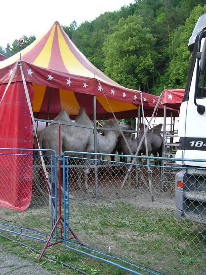 2006-06-? – Národní cirkus Original Berousek – Jihlava – Cirkusoviny.cz