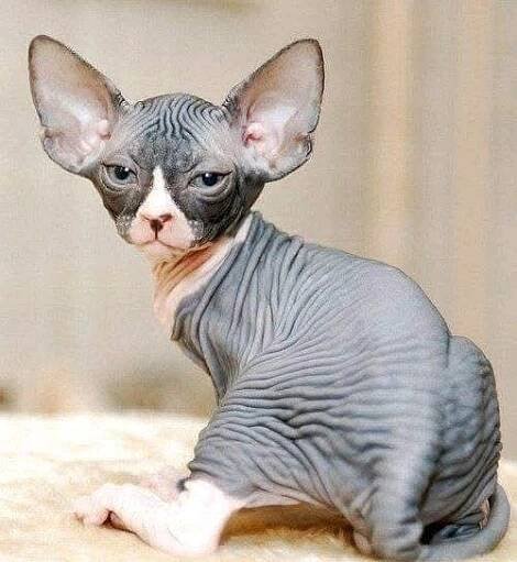Koupím černou kočičku kanadského sphynx