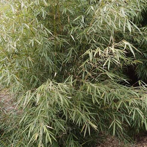 Fargesia robusta "Campbell"