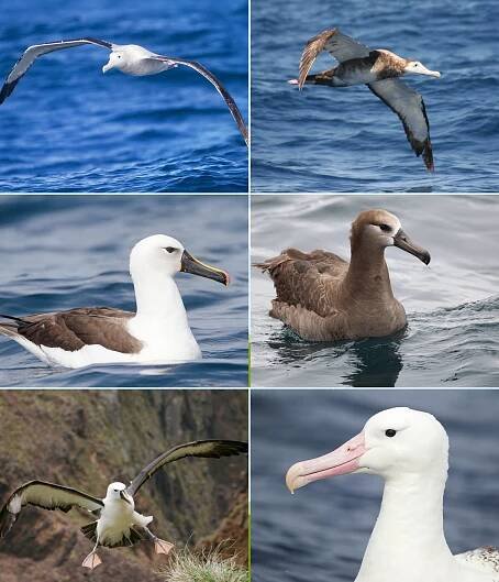 Albatrosovití