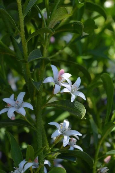 fruit and veg growing – greenbenchramblings