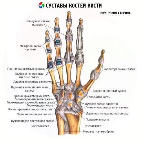 Klouby kostí ruky: Normální anatomie, struktura, funkce