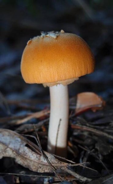 Amanita armeniaca