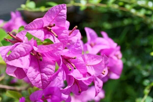 bezplatná Základová fotografie zdarma na téma barevný, barvy, botanický Základová fotografie