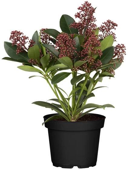 Landgard Skimie japonská (Skimmia japonica) "Mica" cca výška 10-15 cm, pr. 11 cm