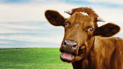 Jíte hovězí? Krávy jsou přitom chytrá a citlivá zvířata - Prima Zoom