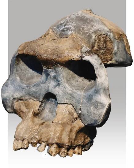 Australopithecus garhi