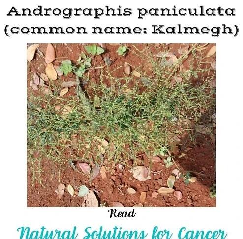 Andrographis paniculata (Kalmegh)