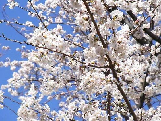 Sakura (cherry blossoms) 2014