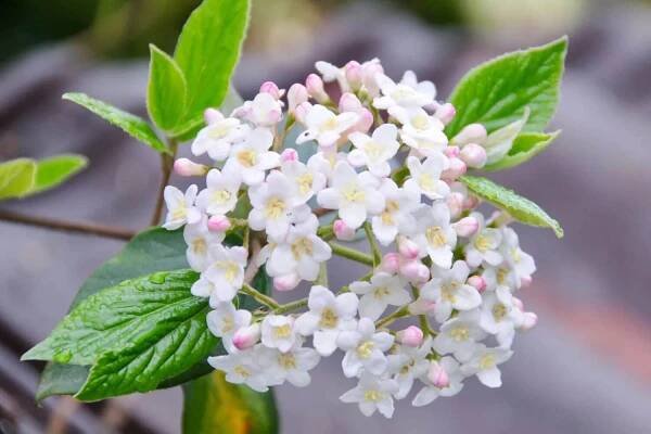 Prague viburnum (Viburnum ‘Pragense’)