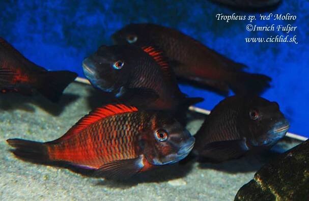 Tropheus sp. 'red' Moliro