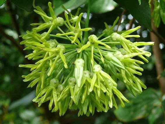 Telosma procumbens - Wikipedia
