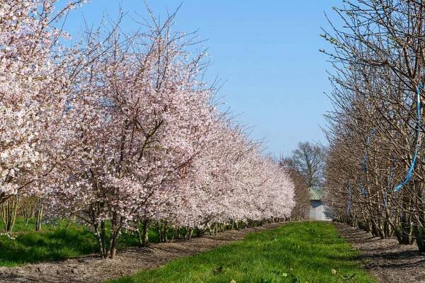 Prunus incisa 'Mikinori' | Prunus incisa 'Mikinori' - Van den Berk škôlky