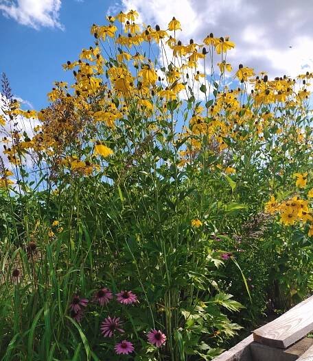rudbeckia