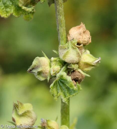 Malva verticillata – sléz přeslenitý