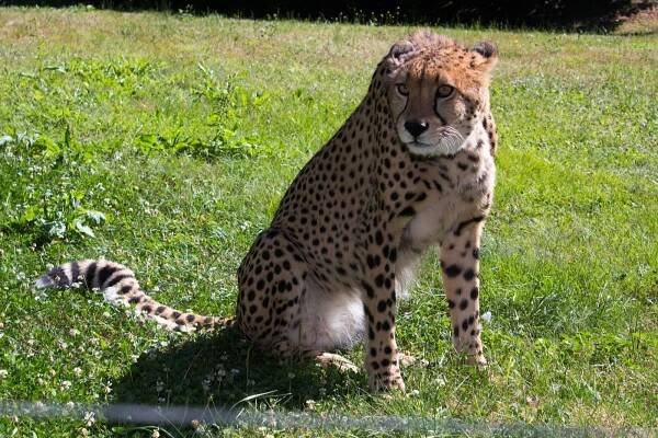 Na sobotu připadá světový den gepardů. Olomoucká zoo odchovala už 12 mláďat - OLOMOUC.CZ