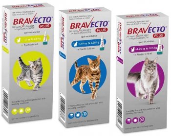 Bravecto® Spot-On Solution For Cats MSD Animal Health HUB | eduaspirant.com