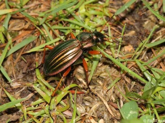 Carabus auratus - střevlík zlatý | Carabidae - střevlíkovití | Natura Bohemica