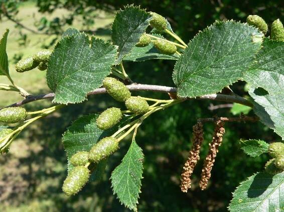 Olše zelená (Alnus alnobetula), Petrovice u Štoků [HB], 30.5.2011, foto Luděk Čech