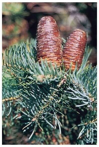 JEDLE OJÍNĚNÁ "SIVÁ" (ABIES CONCOLOR "GLAUCA") - SEMENA JEDLE - 10 KS - KUP SI ČAJ