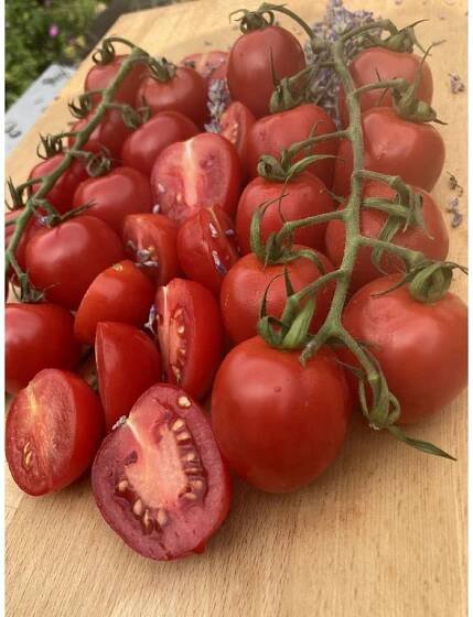 Rajčata cherry Strabena "čerstvě utrženo" červená