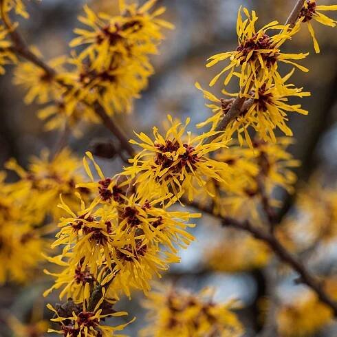 Witch hazel plant care – how to grow this winter-flowering shrub in your backyard