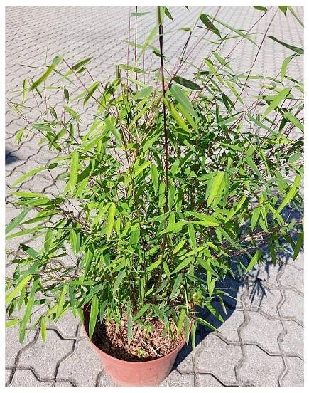Fargesia Jiuzhaigou 4 'Black Chery', mrazuvzdorný bambus, výška sazenice 60-80 cm, kontejner