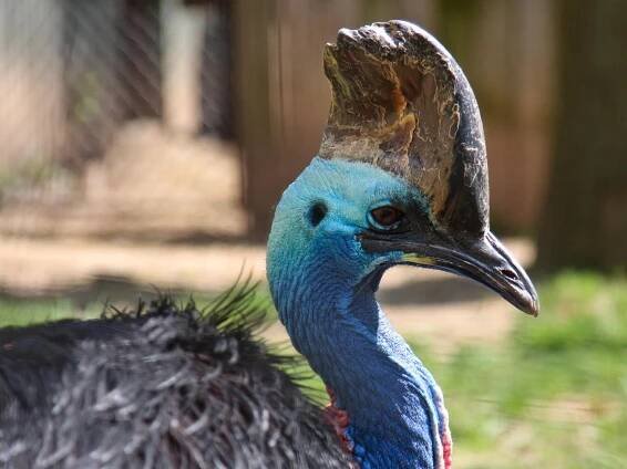 Behind the Scenes at the National Zoo With the World’s Most Dangerous Bird